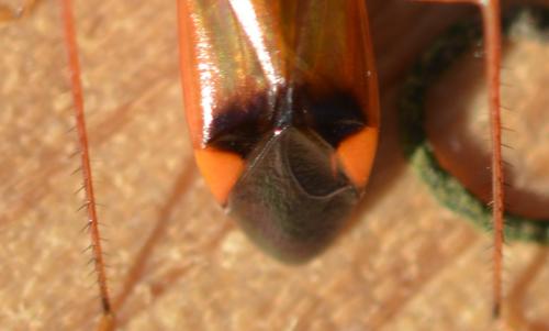 Réf. 348 418 : Pseudomegacoelum beckeri